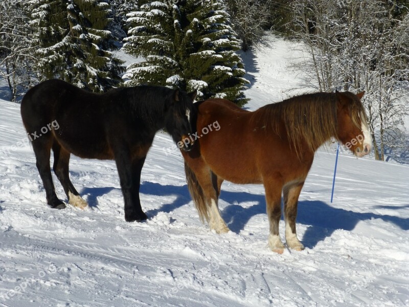 Snow Horses Animal Winter Equine