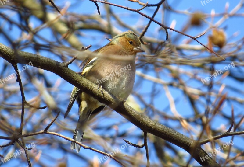 Chaffinch Songbirds Birds Tree Nature