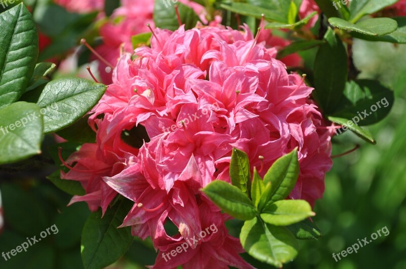 Rhododendron Pink Rhododendron Blossom Bloom Free Photos