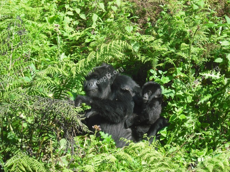 Silver-back Gorilla Africa Animal Wild