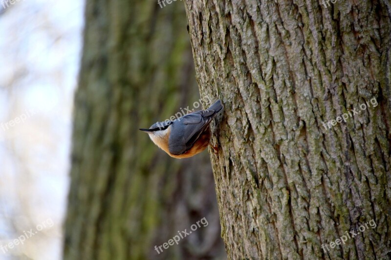 Kleiber Grove Bird Fauna Tree