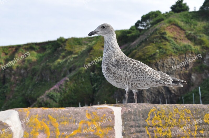 Seagull Stonehaven Wall Free Photos