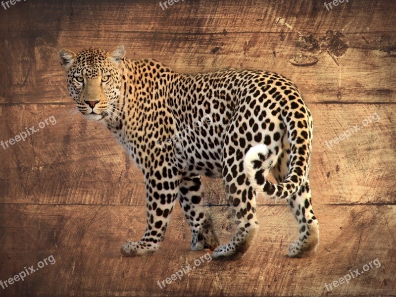 Leopard Wood Africa Gimp Free Photos