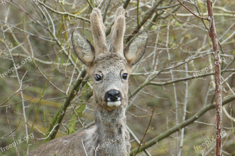 Forest Animals Wild Roe Deer Nature Tree