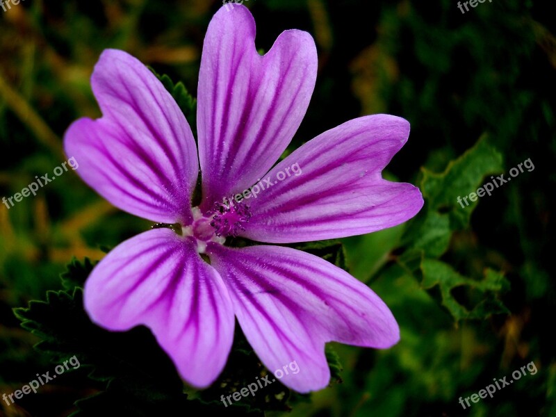 Flowers Summer Nature Sun Green