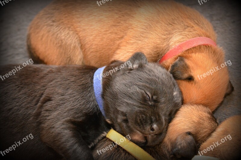 Puppy Sleep Dog Puppies Hybrid Boxer