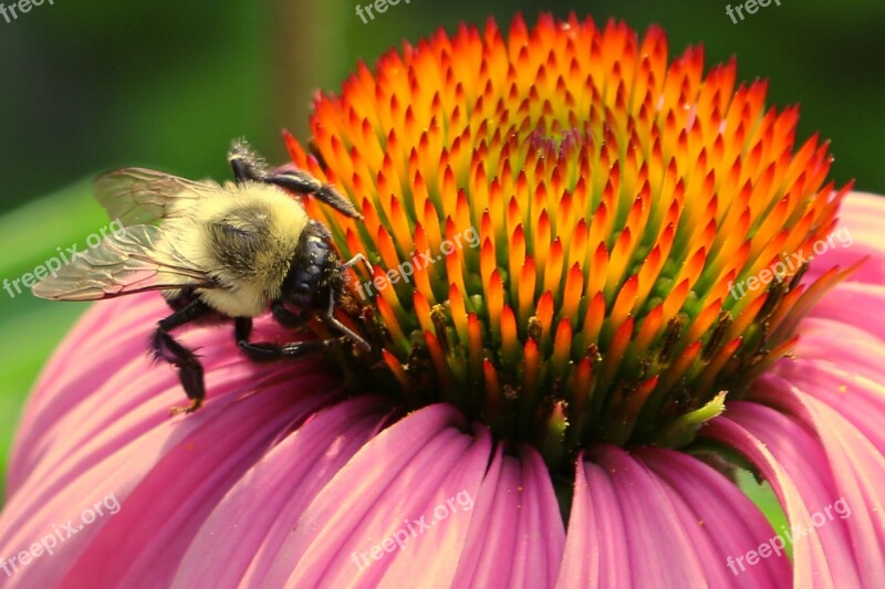 Bee Bee And Flower Pollen Macro Pollinate