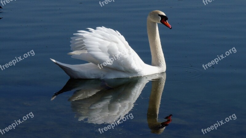 Swan Water Mirroring Bird Lake Lake Constance