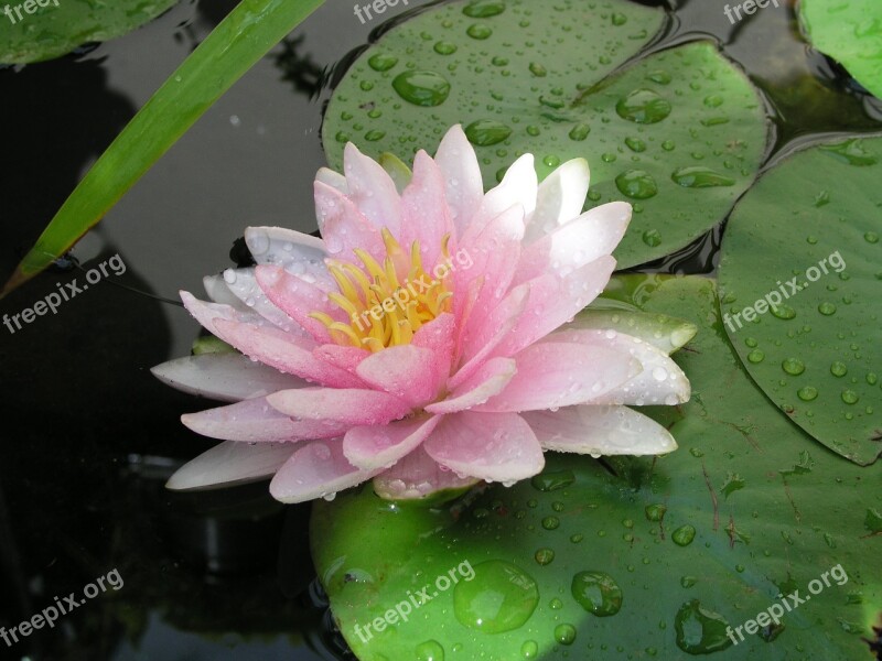 Water Lily Water Aquatic Plant Pond Plant