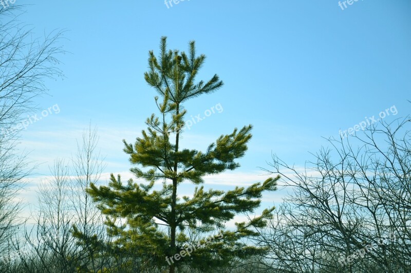 Coniferous Tree Pine Christmas Tree Green Nature