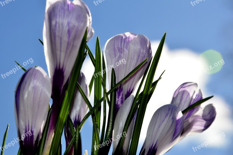 Krokus Flowers Nature Spring Flower