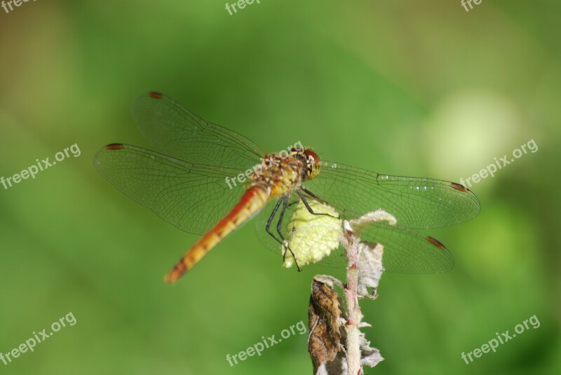 Dragonfly Nature Insects Twig Mountain