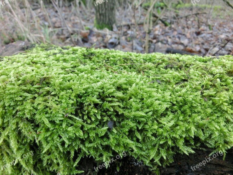 Nature Forest Moss Much Beautiful