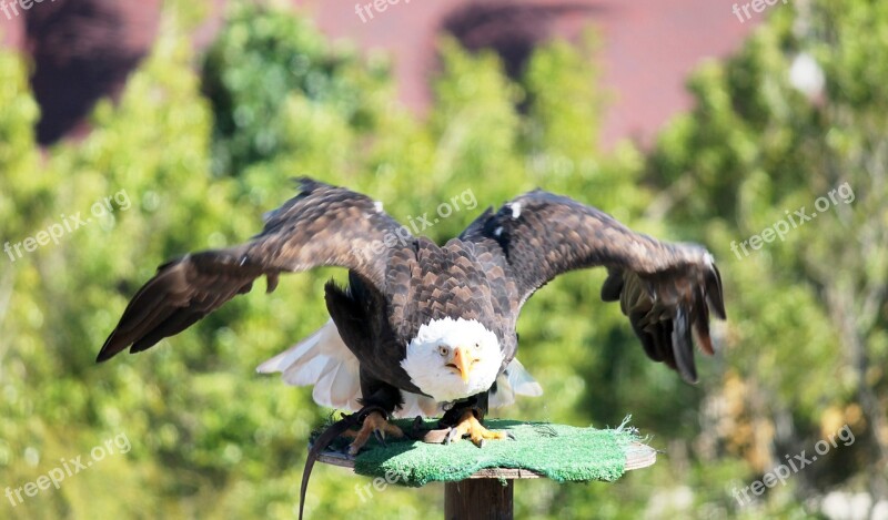 Ave Bird Of Prey Birds Of Prey Bird Feathers