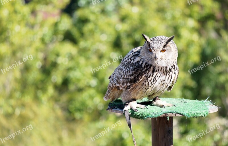 Ave Bird Of Prey Birds Of Prey Bird Feathers