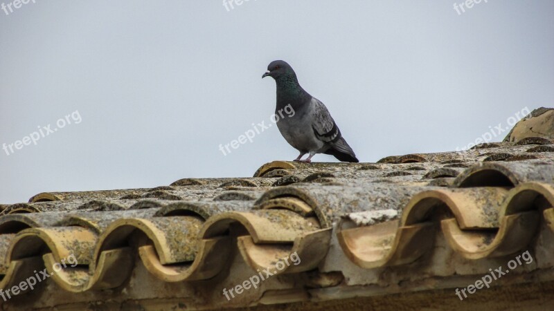 Pigeon Roof Old House Cyprus Xylotymbou