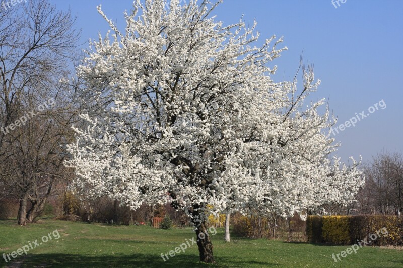 Tree White White Flowers Nature Park