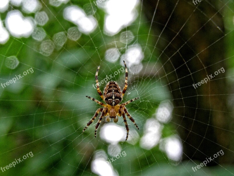 Spider Insect Crusader Garden Nature