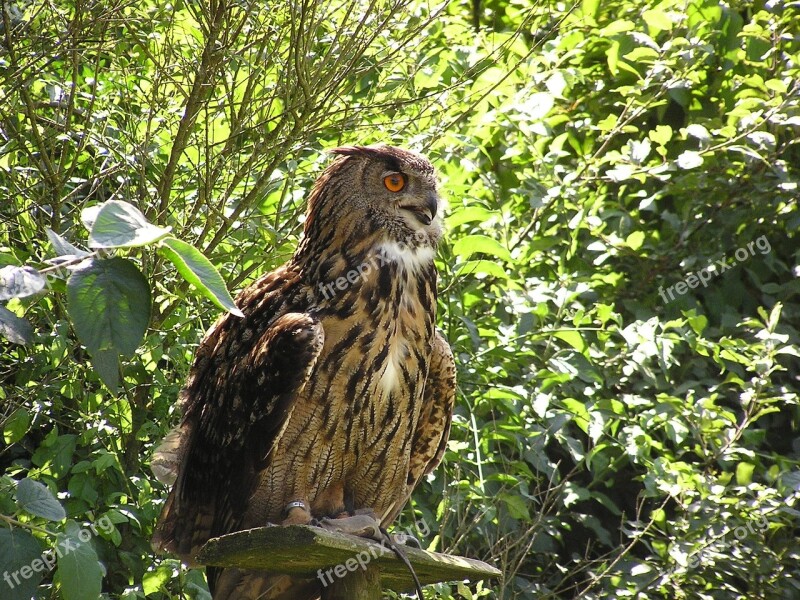 Eagle Owl Bubu Wildlife Park Poing Bird