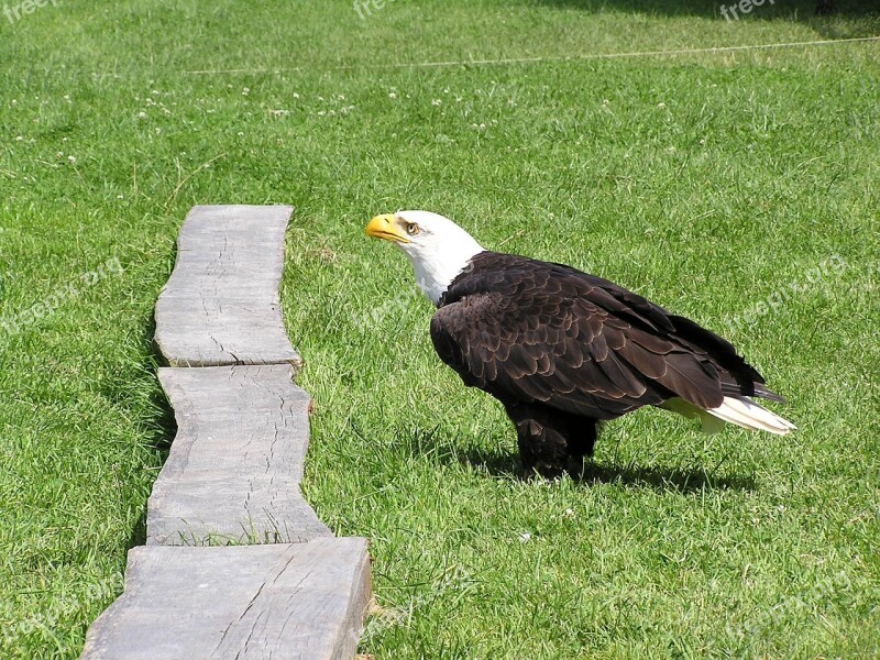 Bald Eagles Adler Wildlife Park Poing White Tailed Eagle