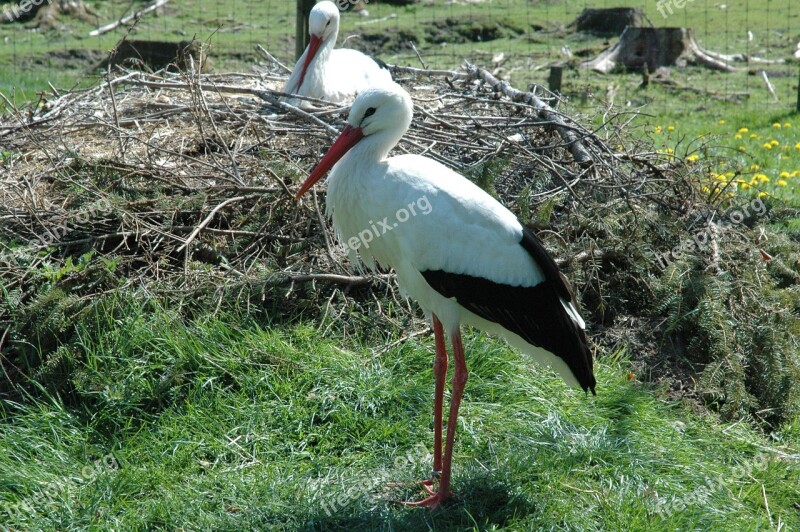 Stork Wildlife Park Poing Nest Free Photos