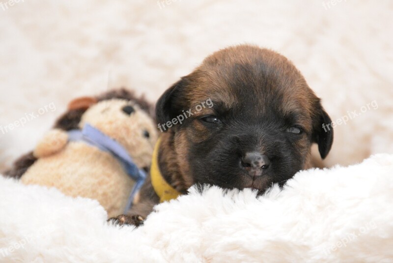 Puppy Boxermix Hybrid Portrait Animal Portrait