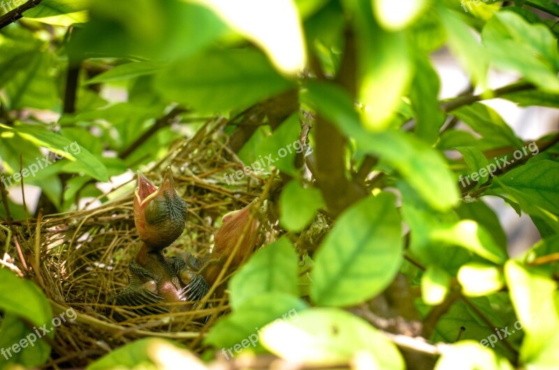 Bird Nest Bird Nest Nature Nest Egg