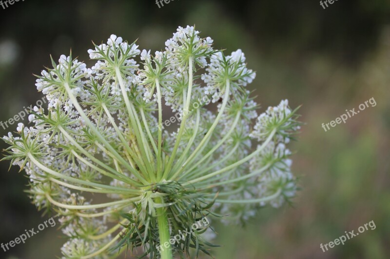 Lace Flower Daucus Carota Plant White