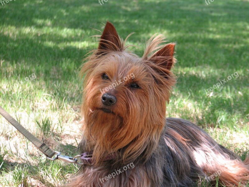 Dog Face Brown Long-fur Mongrel Wistful