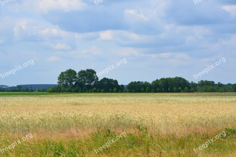 Landscape Wheat Field Trees Cornfield Nature