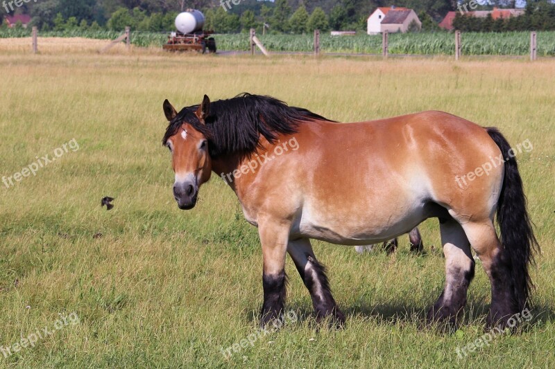 Cold Blooded Animals Horse Kaltblut Mare Pasture