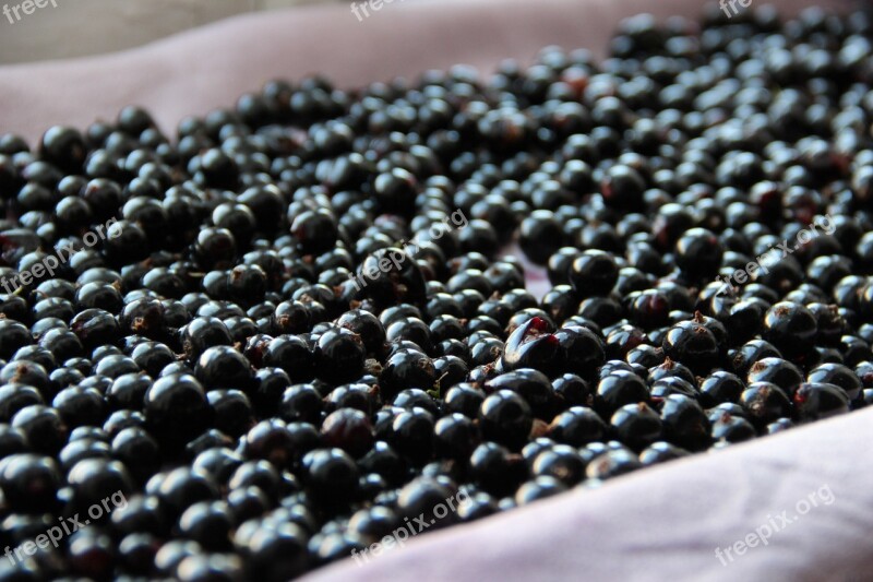 Black Currant Berry Tasty Eat Free Photos