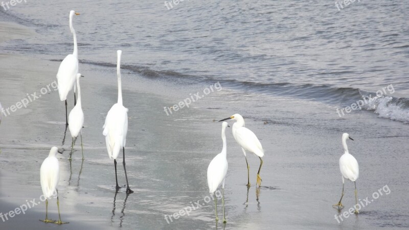 Heron Herons Birds Waterfowl Costa