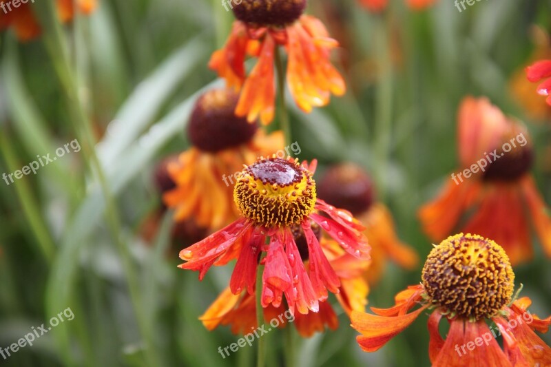 Flowers Garden Nature Summer Summer Flowers