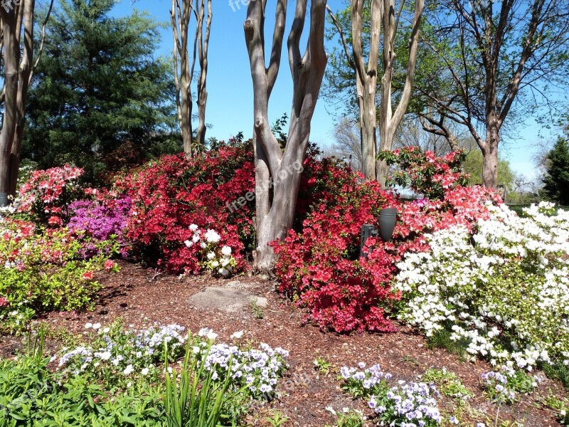 Azalea Dallas Arboretum Bloom Flowers Spring