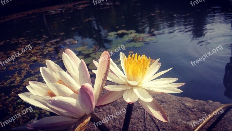 Flower Lotus Water Lotus Flower Aquatic