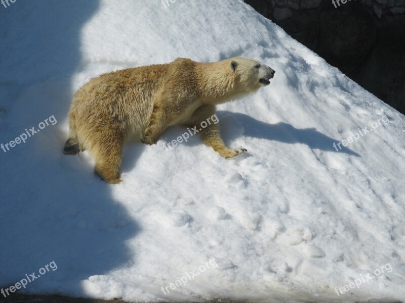 White Bear Zoo Bear Animals Polar Bear