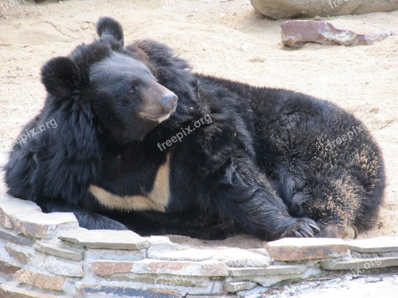 Bear Animal Zoo Safari Park Bears