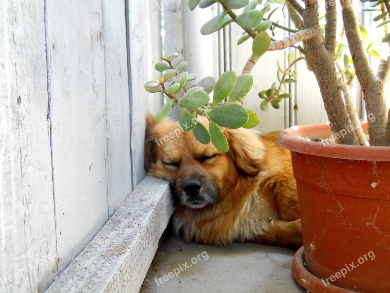 Sleep Tired Rest Dog Nature