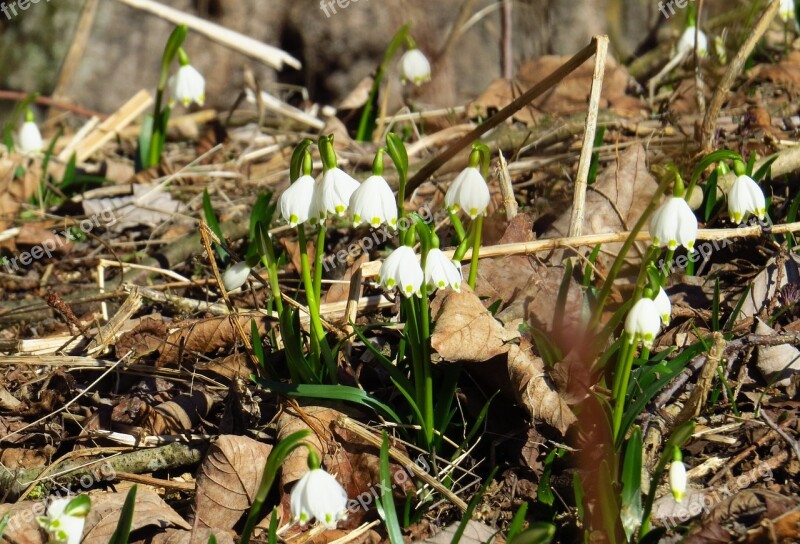 Snowflake Flowers Spring Leaves Forest