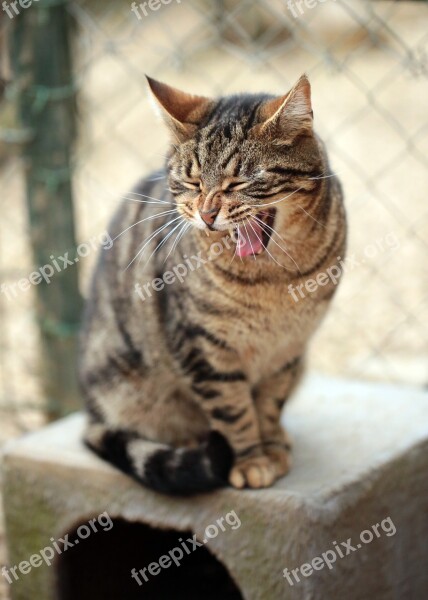 Animal Cat Cat Face Alley Cat Free Photos