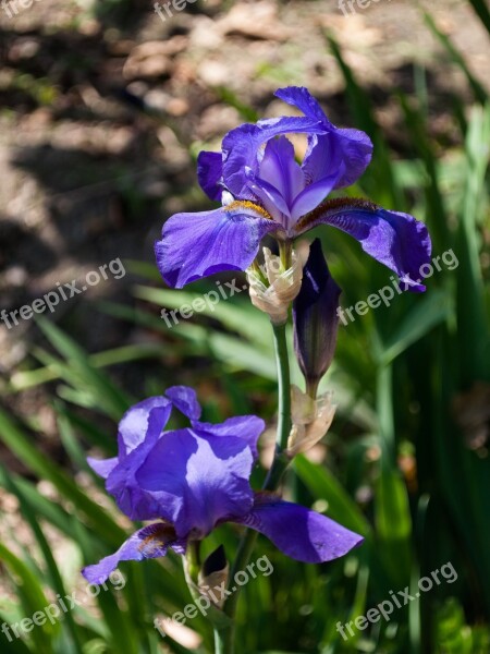 Flower Violet Plant Nature Color Purple