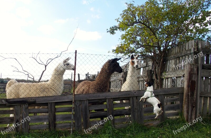 Jump Jack Russel Alpaca Lama Animal