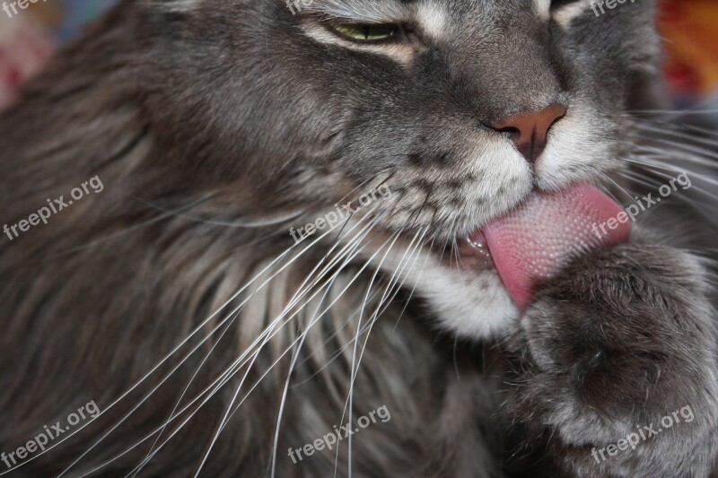 Cat Language Mustache Muzzle Licking