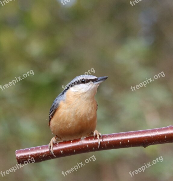 Nuthatch Garden Bird Sitta Bird Garden