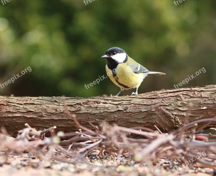 Great Tit Garden Bird Song Bird Bird Garden