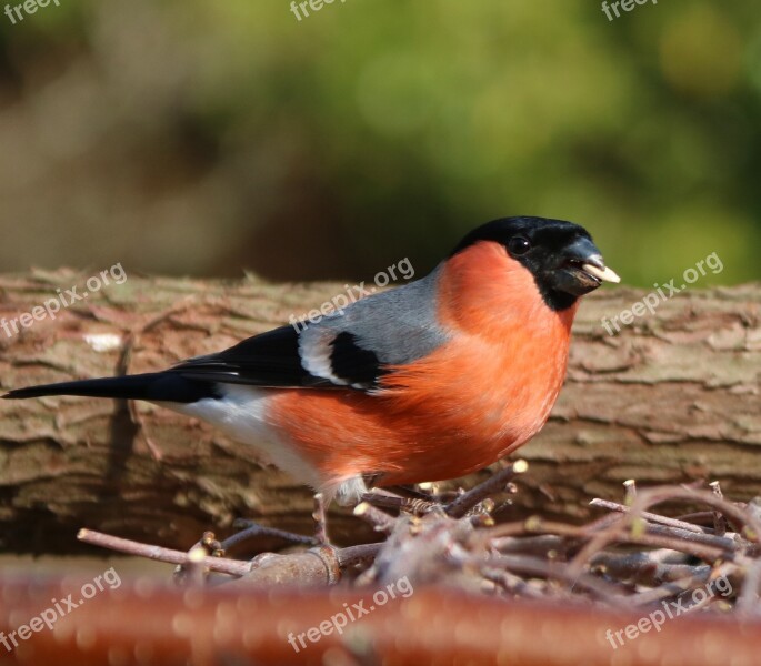 Bullfinch Male Garden Bird Uk Adult