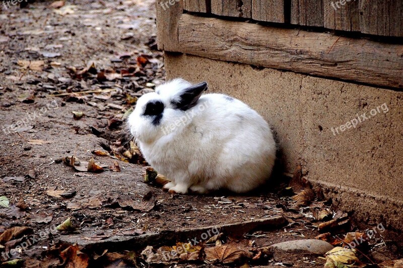 Nature Fall Autumn Outdoors Rabbit