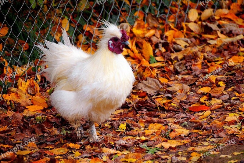 Nature Fall Autumn Bird Outdoors