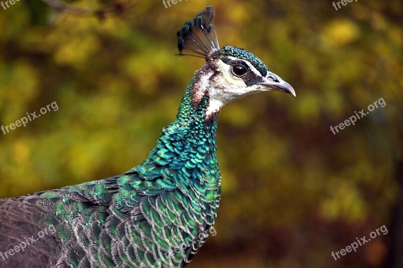 Nature Fall Autumn Bird Outdoors